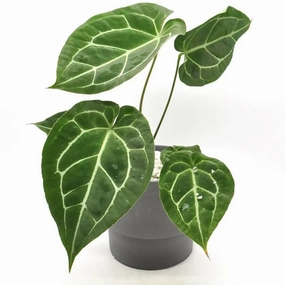 Anthurium Crystallinum x Forgetii large flower pot  