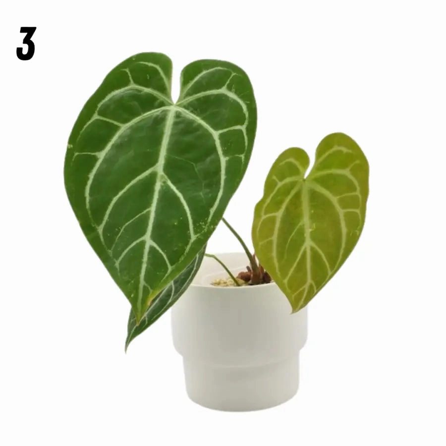 Anthurium Crystallinum x (seed grown)