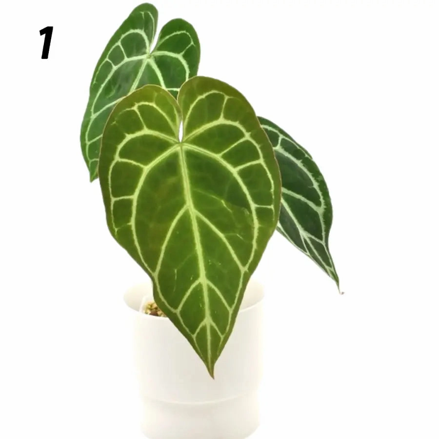 Anthurium Crystallinum x (seed grown)