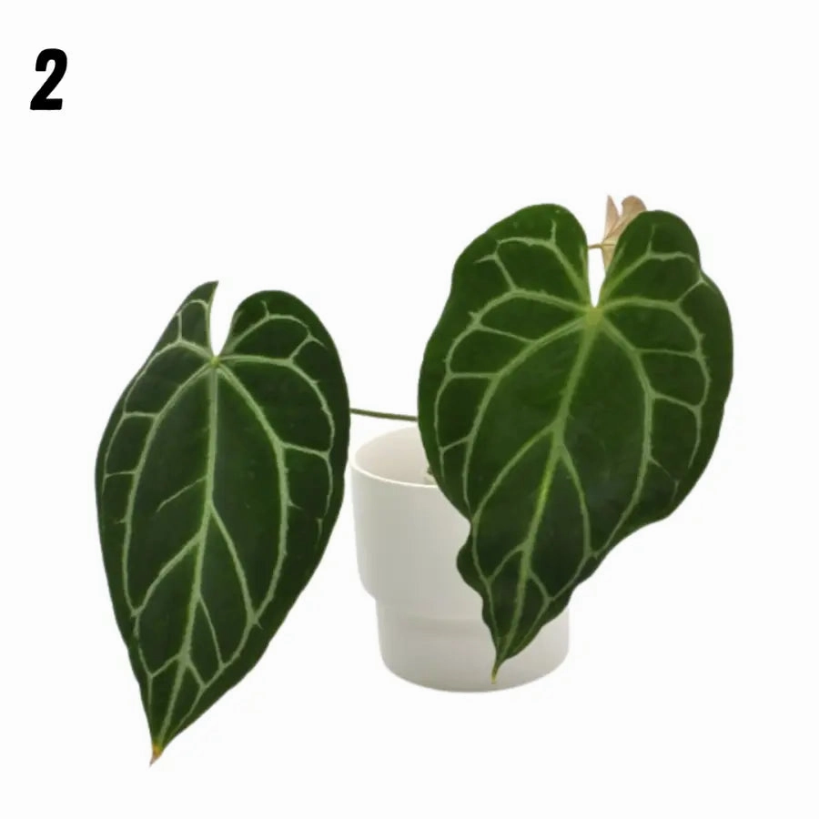 Anthurium Crystallinum x (seed grown)