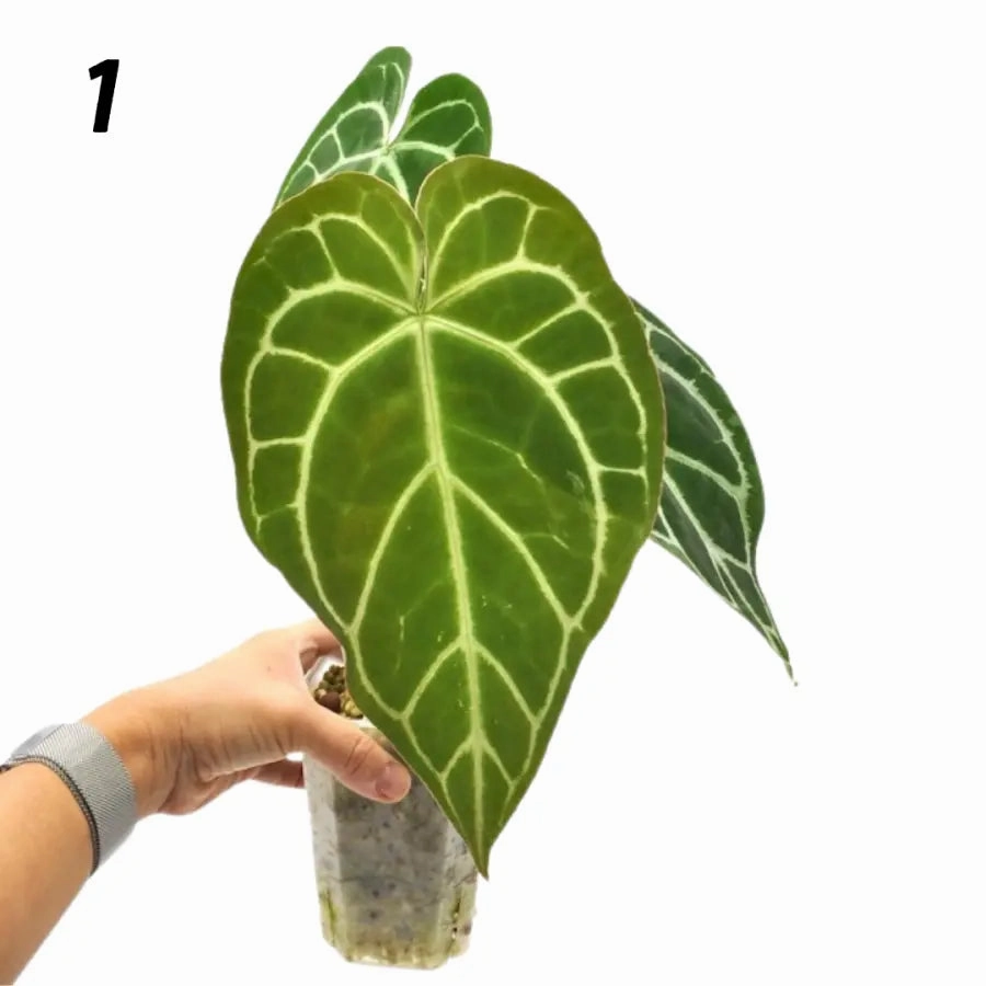 Anthurium Crystallinum x (seed grown)
