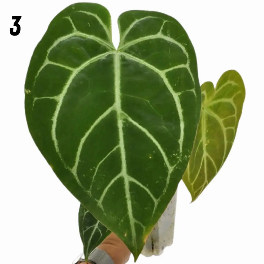 Anthurium Crystallinum x (seed grown)