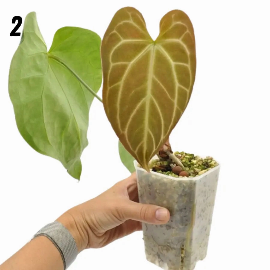 Anthurium Crystallinum x (seed grown)