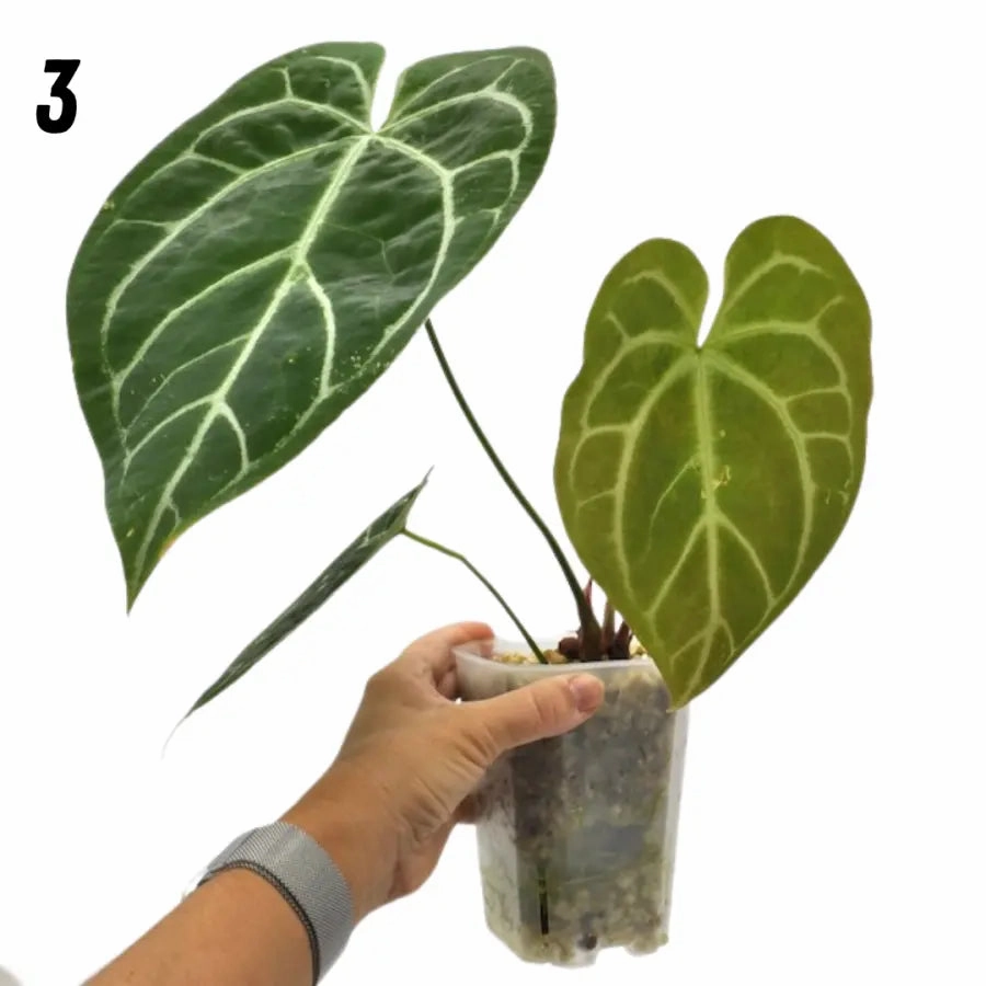 Anthurium Crystallinum x (seed grown)