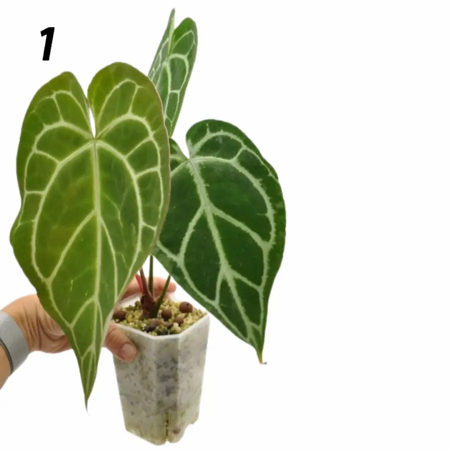Anthurium Crystallinum x (seed grown)
