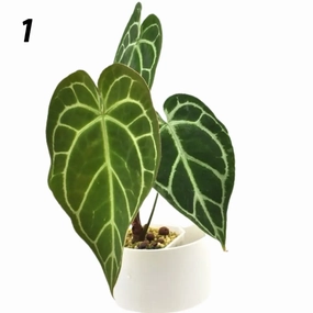 Anthurium Crystallinum x (seed grown) large flower pot  