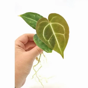 Anthurium Crystallinum x Seedling large flower pot  