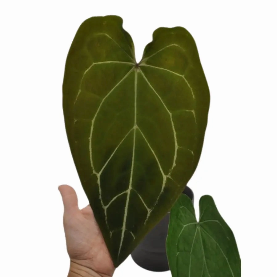 Anthurium Dark Complex x Black noID