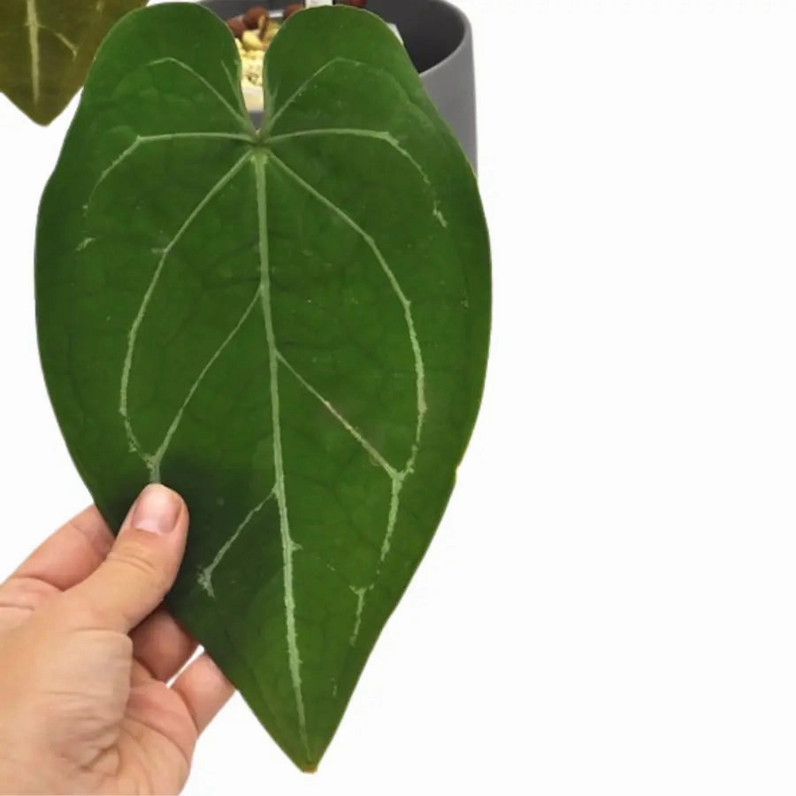 Anthurium Dark Complex x Black noID