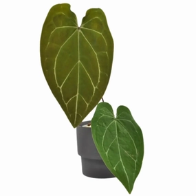 Anthurium Dark Complex x Black noID large flower pot  