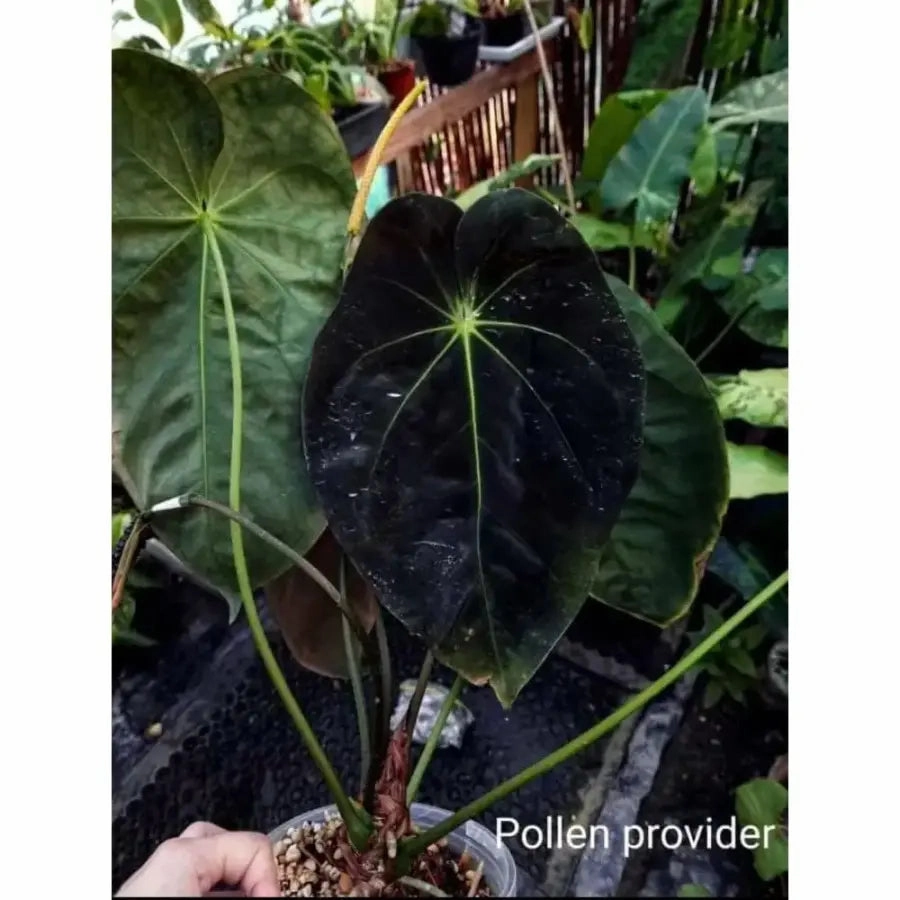 Anthurium Dark Complex x Black noID