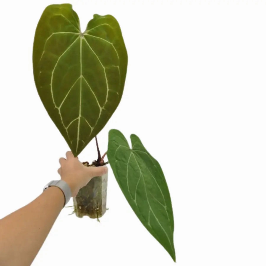 Anthurium Dark Complex x Black noID