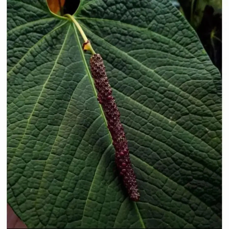 Anthurium Dark Complex x Black noID