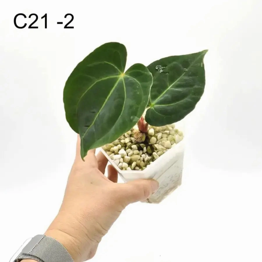 Anthurium Dark Crystallinum hybrid x Hoffmannii hybrid
