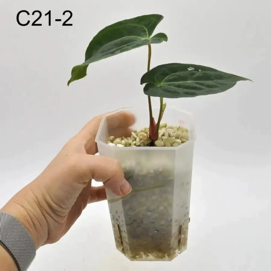 Anthurium Dark Crystallinum hybrid x Hoffmannii hybrid