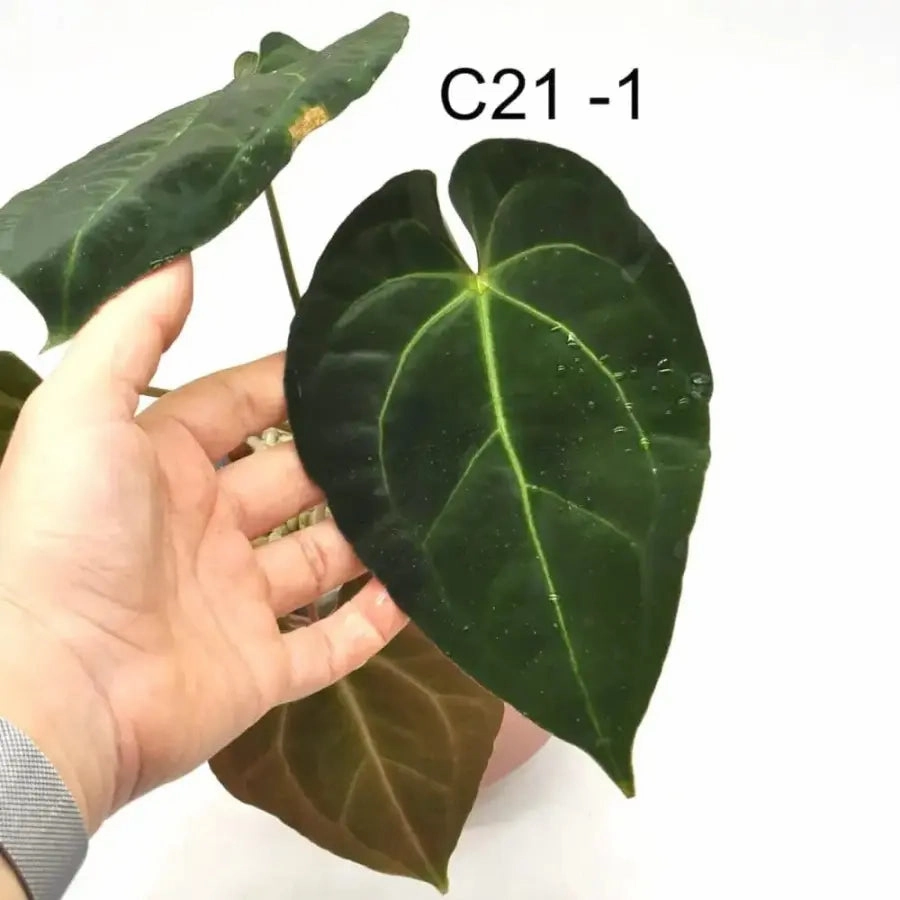 Anthurium Dark Crystallinum hybrid x Hoffmannii hybrid
