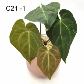 Anthurium Dark Crystallinum hybrid x Hoffmannii hybrid large flower pot  