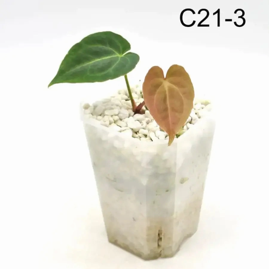 Anthurium Dark Crystallinum hybrid x Hoffmannii hybrid