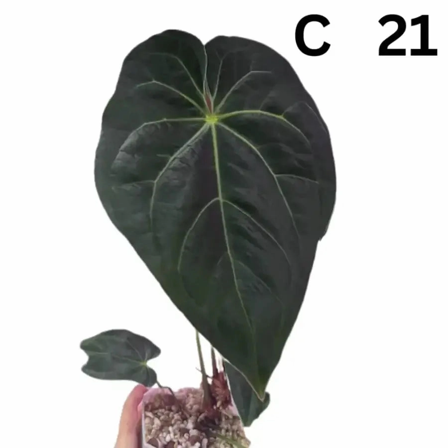 Anthurium Dark Crystallinum hybrid x Hoffmannii hybrid