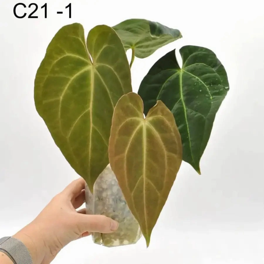Anthurium Dark Crystallinum hybrid x Hoffmannii hybrid