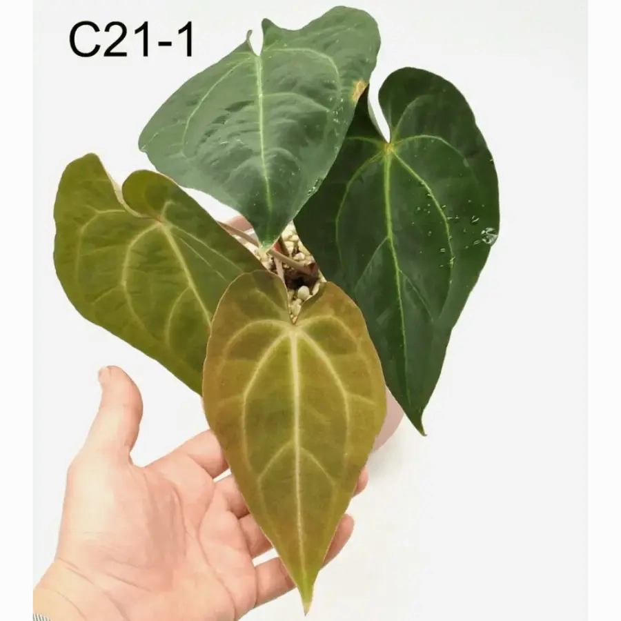 Anthurium Dark Crystallinum hybrid x Hoffmannii hybrid