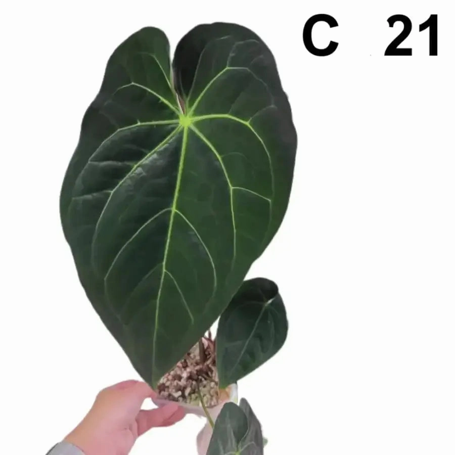 Anthurium Dark Crystallinum hybrid x Hoffmannii hybrid