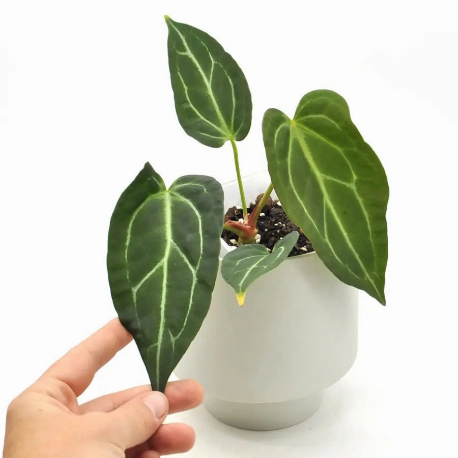 Anthurium Dark Hybrid x Warocqueanum