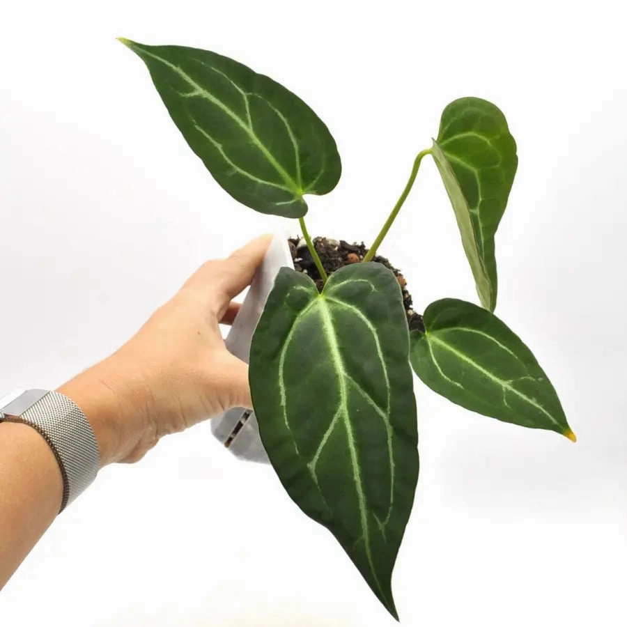 Anthurium Dark Hybrid x Warocqueanum