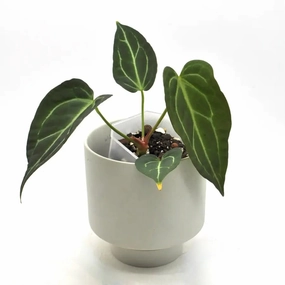 Anthurium Dark Hybrid x Warocqueanum large flower pot  