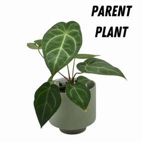 Anthurium Dressleri x Forgetii x Magnificum large flower pot  