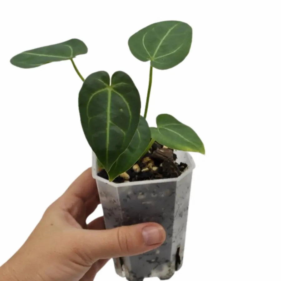 Anthurium Dressleri x Forgetii x Magnificum