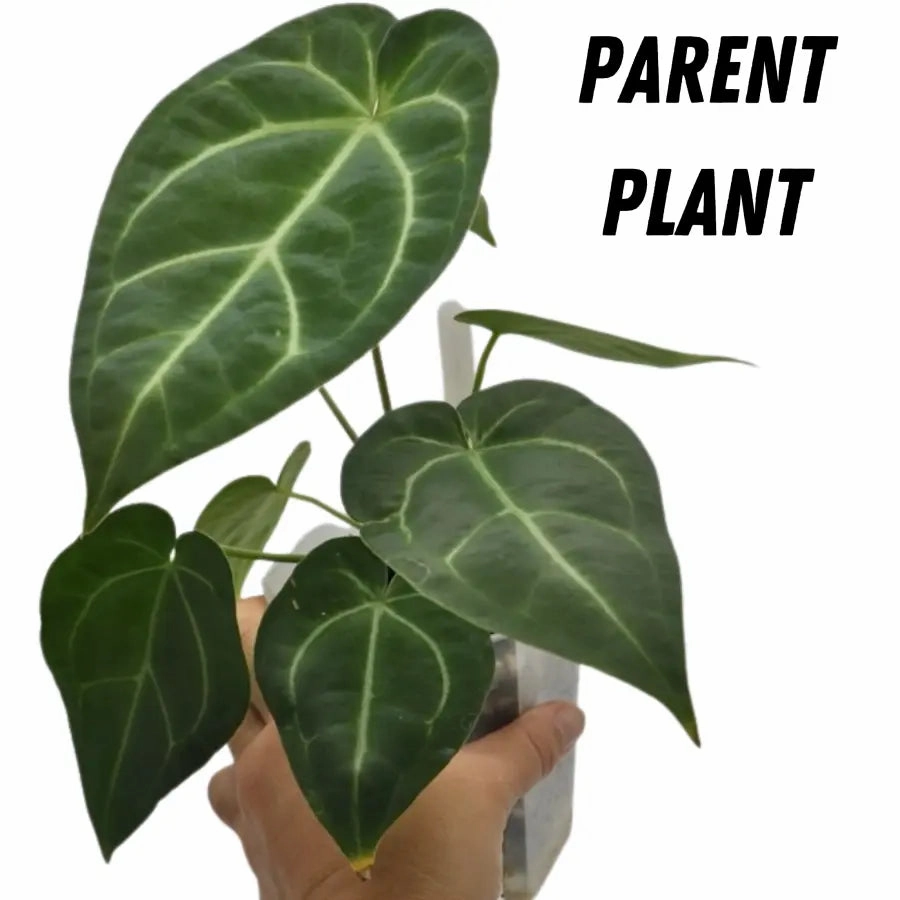 Anthurium Dressleri x Forgetii x Magnificum