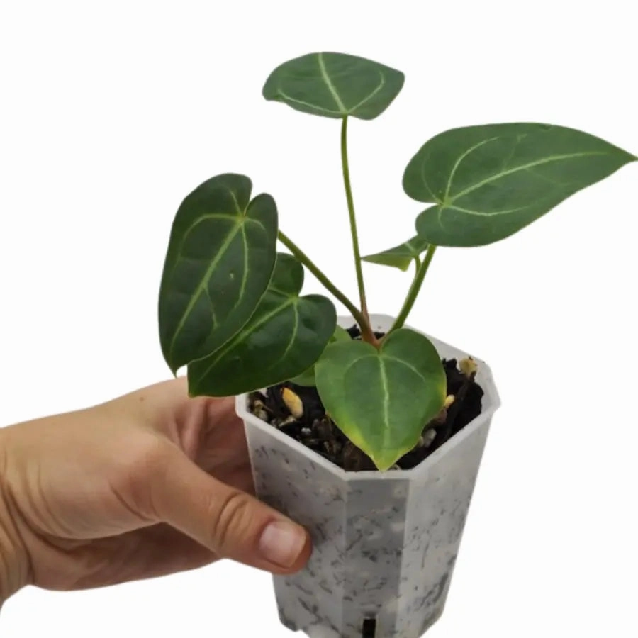 Anthurium Dressleri x Forgetii x Magnificum