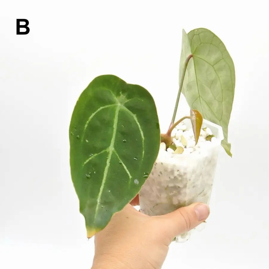 Anthurium Forgetii x