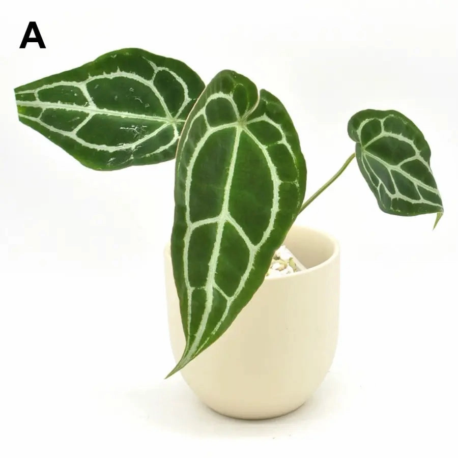 Anthurium Forgetii x
