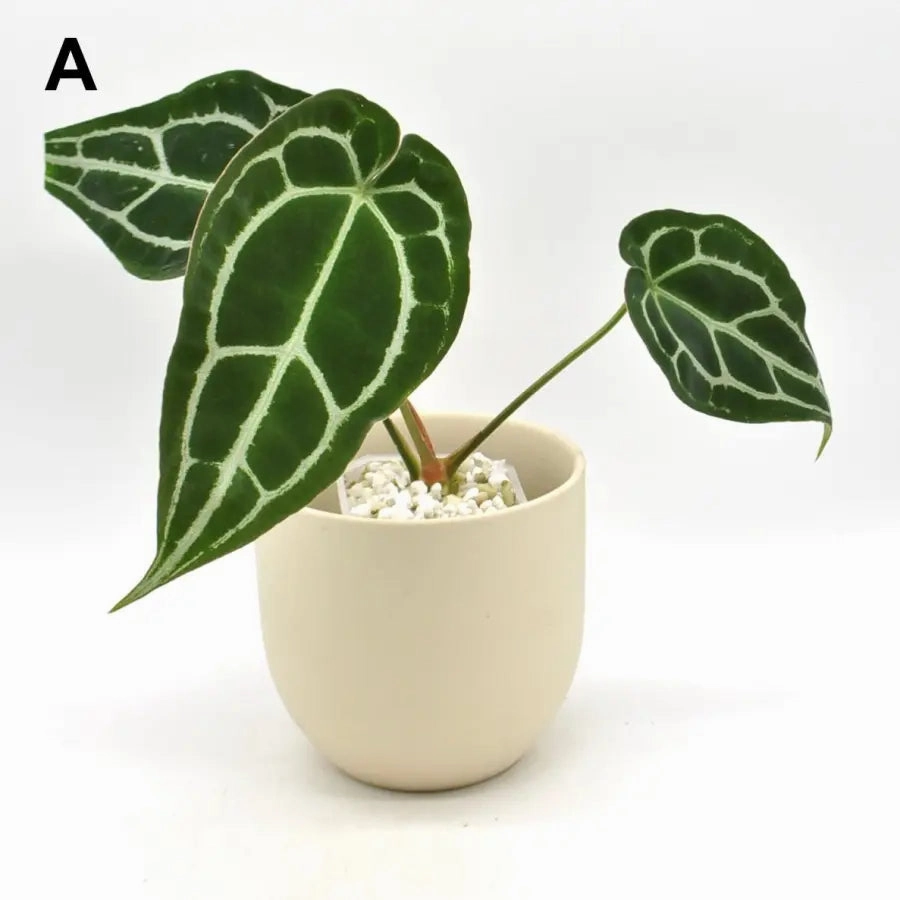 Anthurium Forgetii x large flower pot  