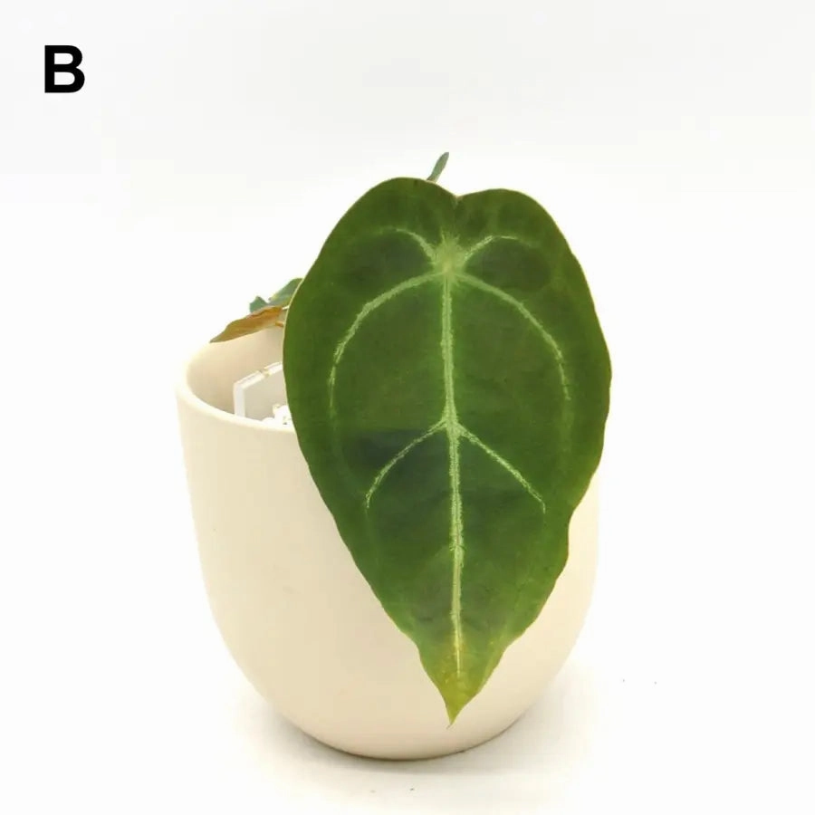 Anthurium Forgetii x