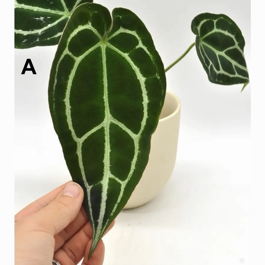 Anthurium Forgetii x