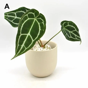 Anthurium Forgetii x large flower pot  