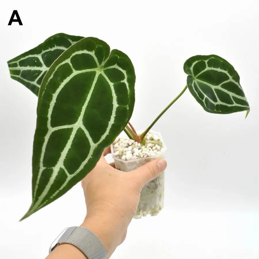 Anthurium Forgetii x