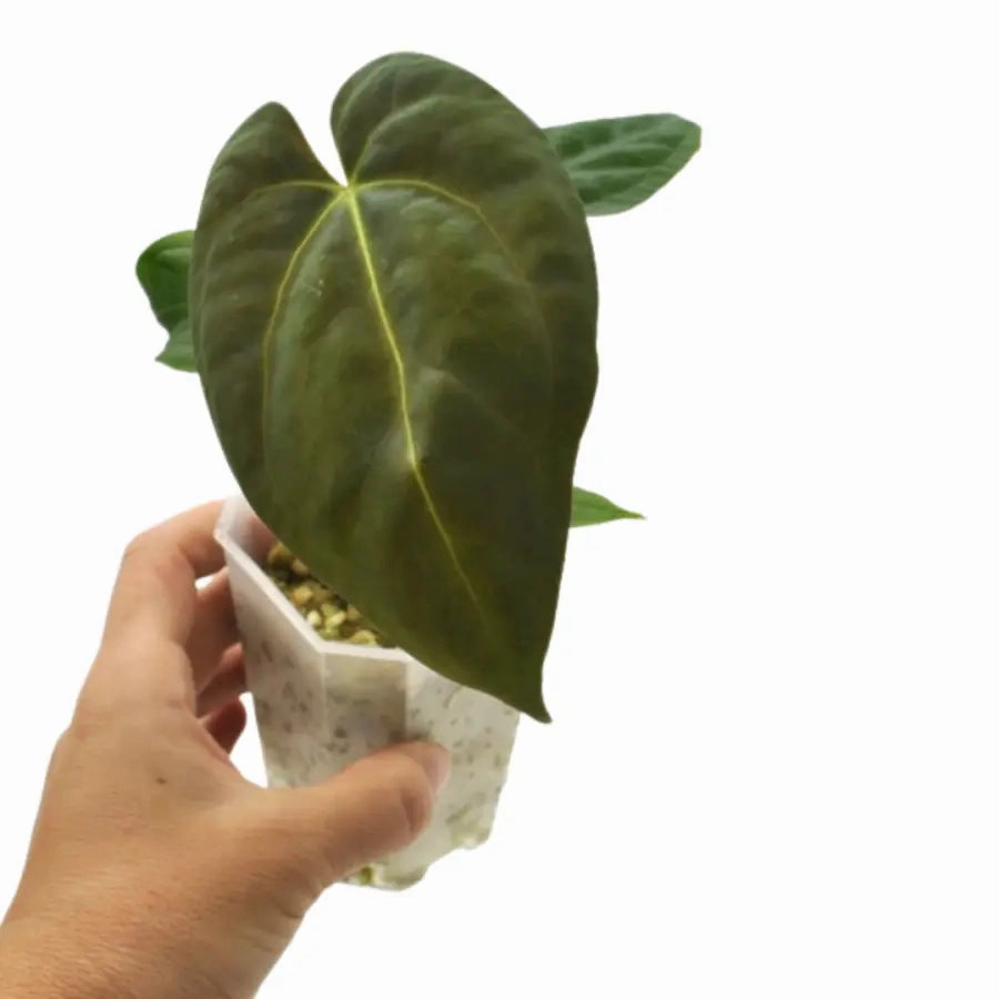 Anthurium Hoffmannii x
