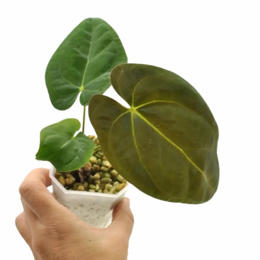 Anthurium Hoffmannii x