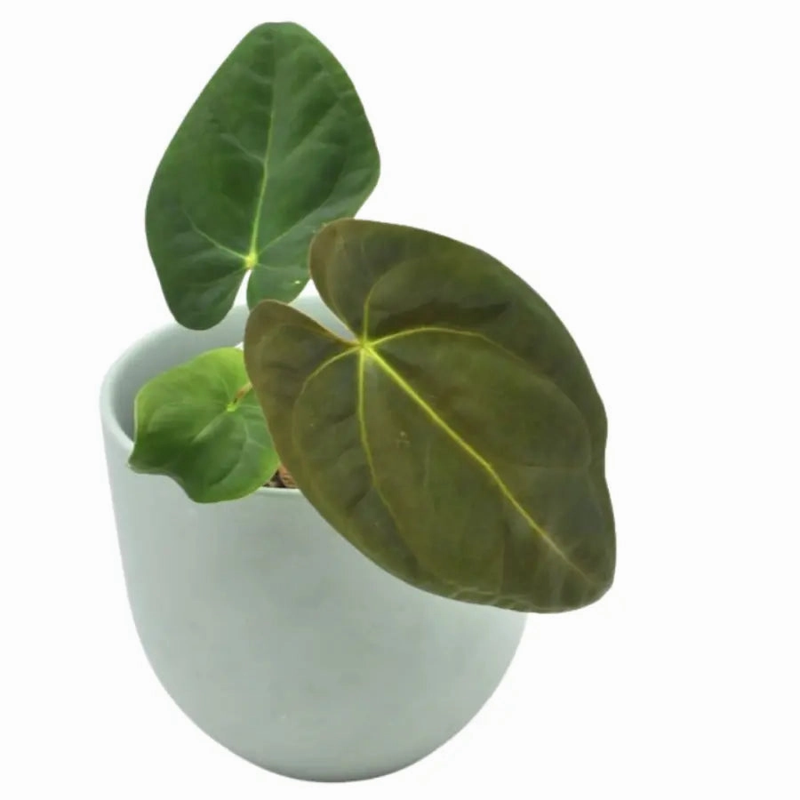 Anthurium Hoffmannii x