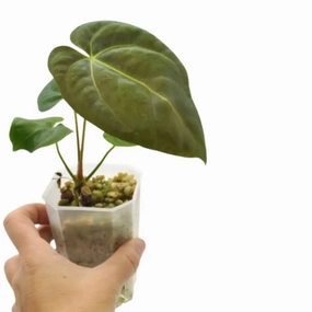 Anthurium Hoffmannii x large flower pot  