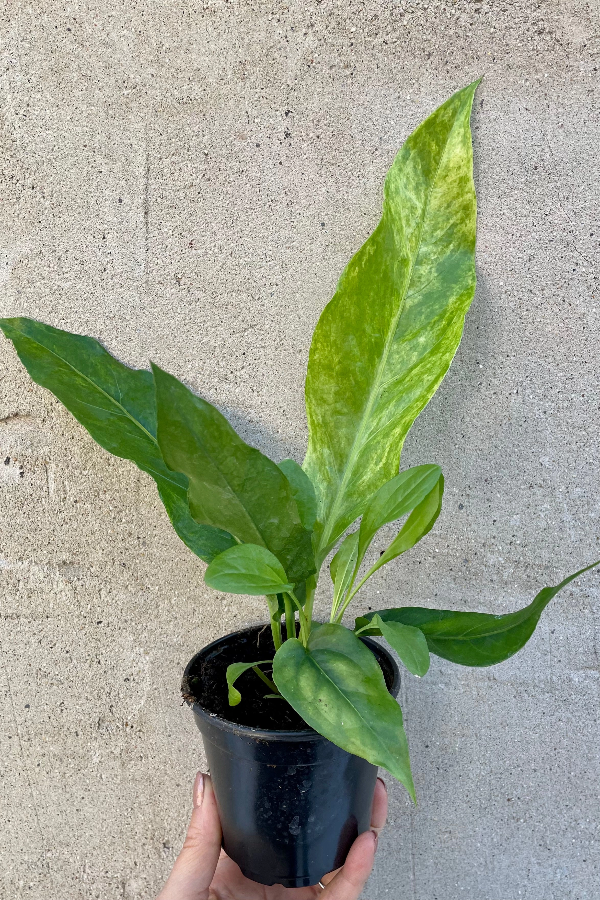 Anthurium hookeri 4"