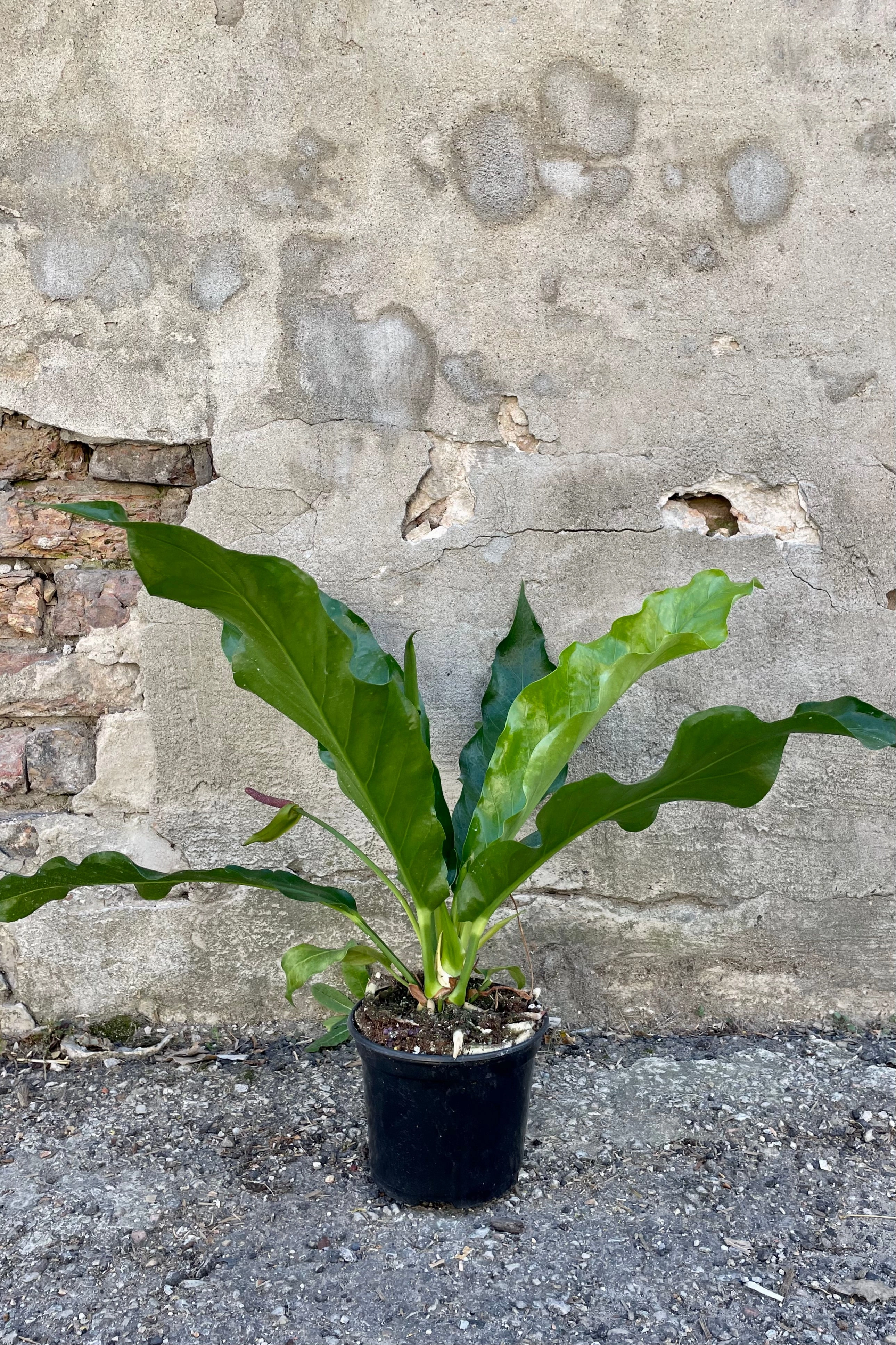 Anthurium hookeri 6"