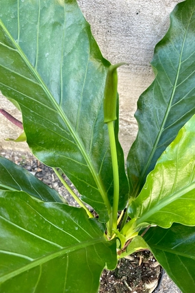 Anthurium hookeri 6" medium flower pot  