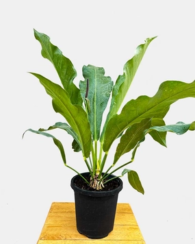 Anthurium Hookeri Plant medium flower pot  