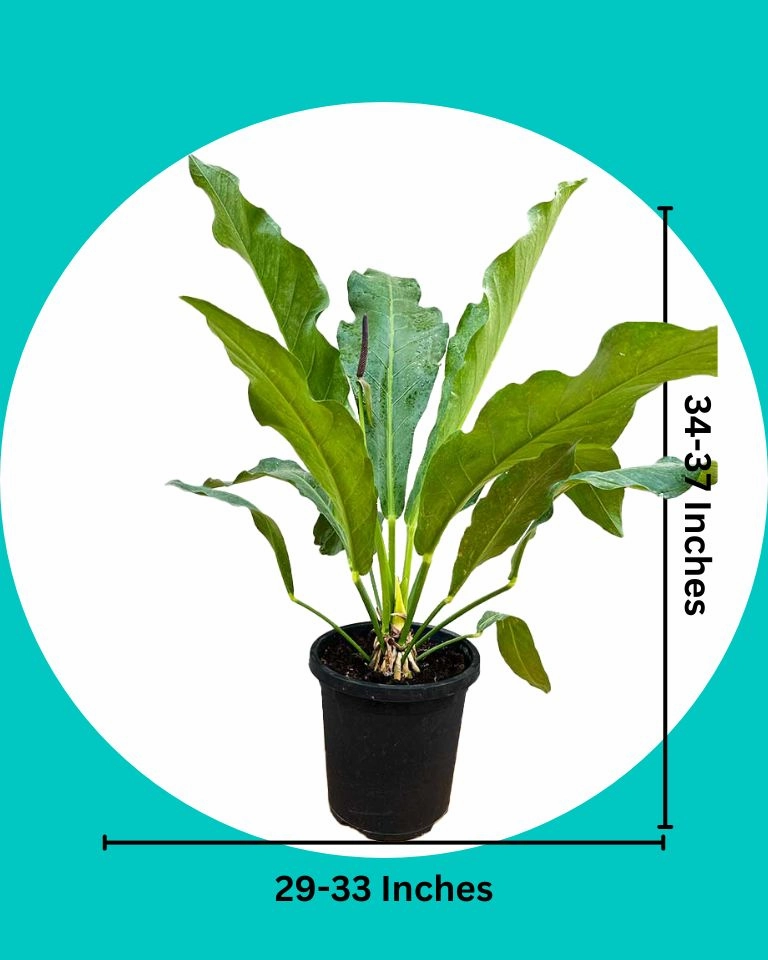 Anthurium Hookeri Plant