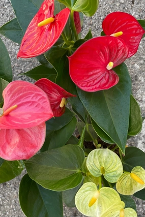Anthurium hybrid 5" medium flower pot  